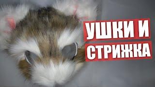 Делаем УШКИ и СТРИЖКА  Крафт ФУРСЬЮТА