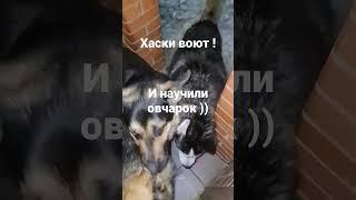 хаски воют и научили овчарок )