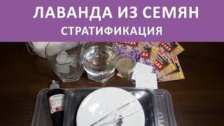 Лаванда из семян Стратификация