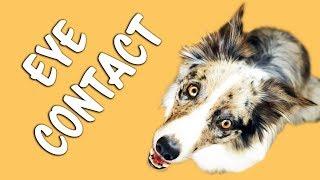 FASTEST and EASIEST way to train EYE CONTACT - Dog Training by Kikopup