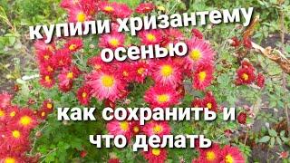 ЧТО ДЕЛАТЬ С ХРИЗАНТЕМОЙ , КОТОРУЮ ПРИОБРЕЛИ ОСЕНЬЮ. ПОКАЗЫВАЮ СВОЙ МЕТОД СОХРАНЕНИЯ.