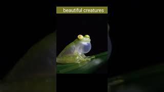 Very rare glass frog #shorts AnimalTube - World of animals