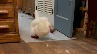 Duck Running (viral tiktok)