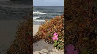 The Baltic Sea coast in autumn #shorts #travelvlog #sea #travelstories  #traveltheworld