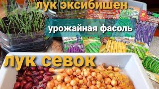 Как хранить ЛУК СЕВОК до посадки Рассада лука ЭКСИБИШЕН.Фасоль- урожайные сорта