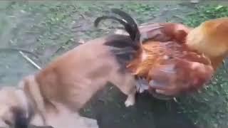 "¡Mamá, el perro se cu**ó a la gallina!"