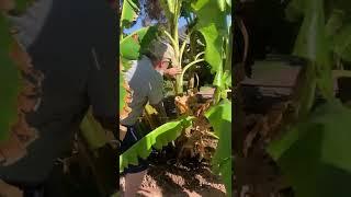 Banana pup removal guide - separating baby bananas from the mother plant