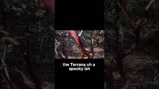 Let’s talk plants #Hiking #redwolfadventures #adventure #survival #plants #backpacking #mountains