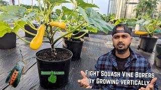 Best chance against Squash Vine Borers ! Growing Squash Vertically #squash #zucchini #tips