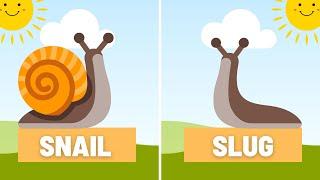 Why do snails have shells, but slugs don't?