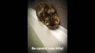 Be careful cute kitty! #shorts AnimalTube - World of animals