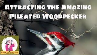 Attracting the Pileated Woodpecker