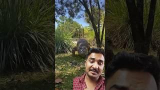 क्या पालतू  मगरमच्छ हमला करेगा #shorts #crocodile #animals #wildlife #zoo #shortsvideo