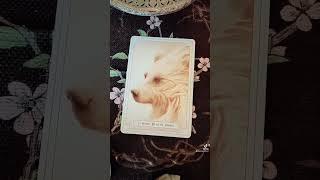 ORACLE READING SPIRIT BEAR #tarot #tarotreading #shorts #universe #oracle #healer #spirit #396hz