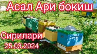 Андижон вилояти. Асал Аричилик сирлари.25.03.2024. #пчеловодство #vodiydansado  99 008 90 53