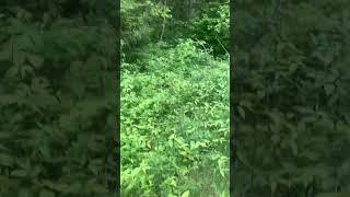 On the trail. #homesteading #homestead #offgrid #check-in #hike #nature #bush #bushpuppies #puppies