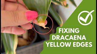 Fixing Yellow & Brown Edges on Dracaena Plants: Simple Tips & Care Tricks