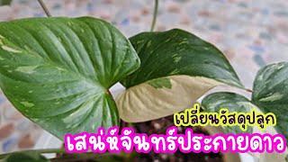 พาชมเสน่ห์จันทร์ประกายดาว พร้อมเปลี่ยนกระถางและวัสดุปลูก