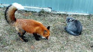 ЛисЯша скорпион 