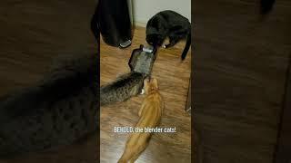 cat blender Twitter viral video|cat blender 10 M views