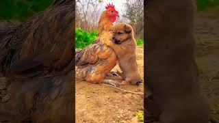 friendship puppy and chicken 