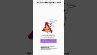 Латеральная область шеи #medical #студентмедик #анатомия #anatomy