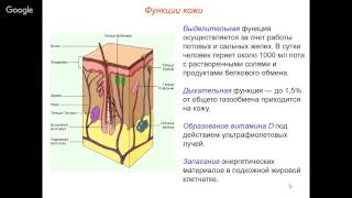 Биология 8 класс. Неделя 25. Кожа