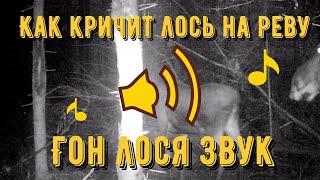 Как кричит лось на реву.Гон лося звук.Голос лося на гону