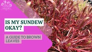 Is My Sundew Okay? A Guide to Browning Leaves