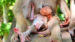 Super Sweet ! Baby monkey MOKEN gets drink milk delicious - when Mom take care his milk so sweet