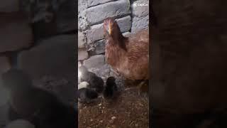 HEN CHICKS #SHORTS |AFAQ BUKHARI @