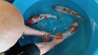 50cm Koi on offer