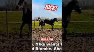 Kick very hard!! Ouch!! #Friesian #Horses #On #YouTube #followtheherd