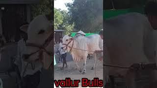vallur Bulls in Naraharipuram #nhpentertainments #naraharipuram