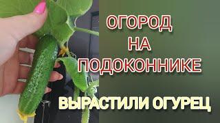 Собираем урожай огурцов! Вырастили дома на подоконнике.  ОКОШКО F1