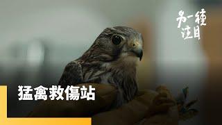 《猛禽救傷站》鷹隼雕鳶鷲鵂鶹　跟著野動獸醫一窺猛禽救傷現場｜另一種注目 #鏡新聞