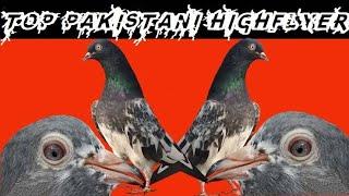 TOP PAKISTANI HIGH FLYER PIGEON *DONT MISS*