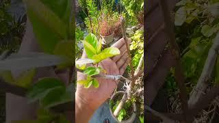 #gardening #garden #plants #grafting #guava grafting#subscribe #shorts #grafting technology #share