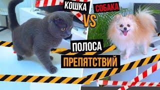 КОШКА И СОБАКА ПРОХОДЯТ ПОЛОСУ ПРЕПЯТСТВИЙ | БАТТЕРС VS ЭЛИС - КТО ПОБЕДИТ?