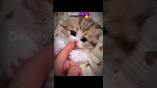 Girls Have Cute Cats Boys Have This 