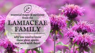 Magic & Medicine from the Lamiaceae Family - Why Mint is Your Best Plant Spirit Ally