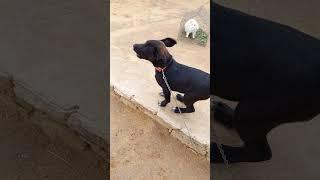 Baby Dog  Barking Sound 18  #shorts #puppyvoice #dogsound #barking #dogvoice