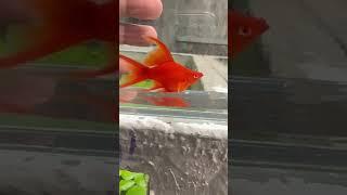 Shs - 82 guppy #guppy