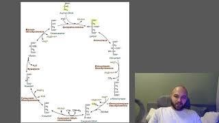 Суть цикла Кребса кратко