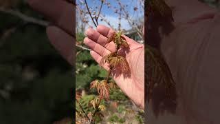 Growing a Silver Maple in Alberta  #arboristtips