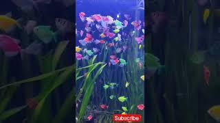 short video #subscribe #support #malayalam #funnyshorts #priyas world ‍️‍️️