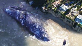 13,000-Pound Young Gray Whale Dies on California Beach