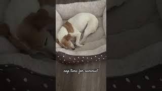 Sammie taking her daily nap  #dog #pets #doglife #jackrussellterrier