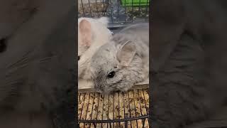 THIS VIDEO WILL MAKE YOU SMILE  #shorts #animals #chinchilla #pets #funny #exoticpets #rodents