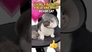 Giving a Bath to a Blue-and-White BoxerCat#pets #catbath #cat